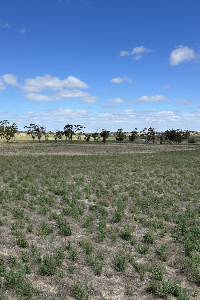 4910 Mallee Highway Peake SA 5301