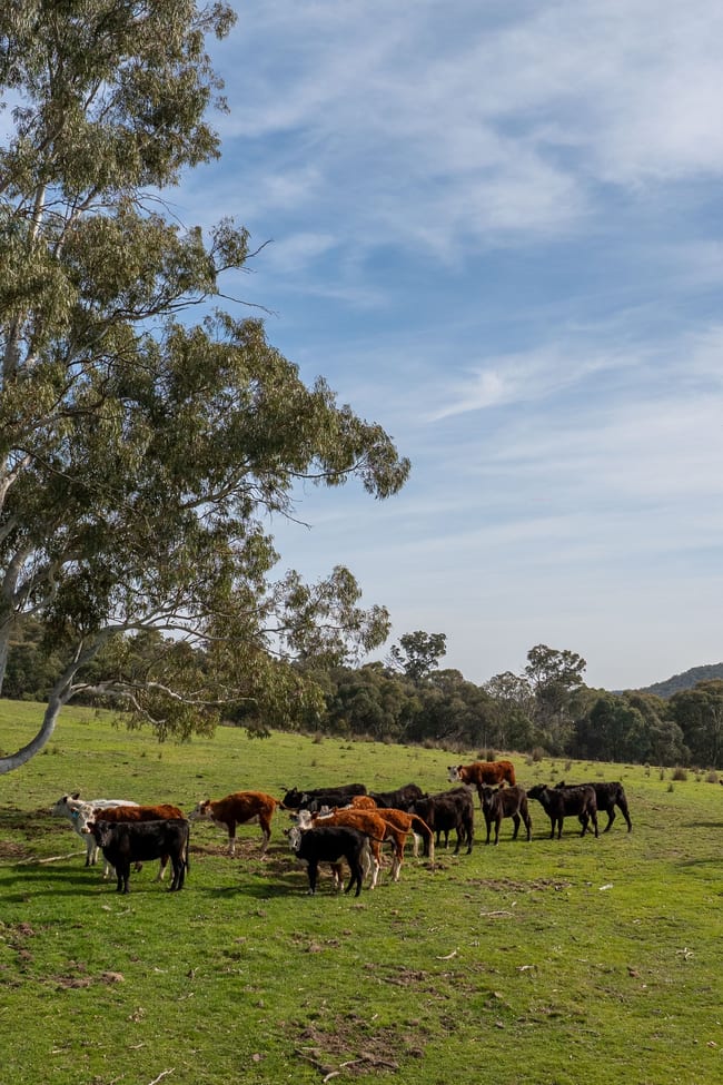 528 Gundowda Road Mudgee NSW 2850