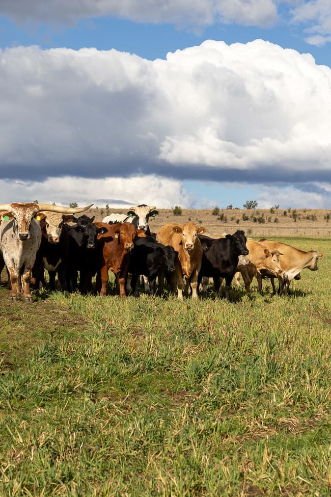 643 Silvermines Road Elsmore NSW 2360