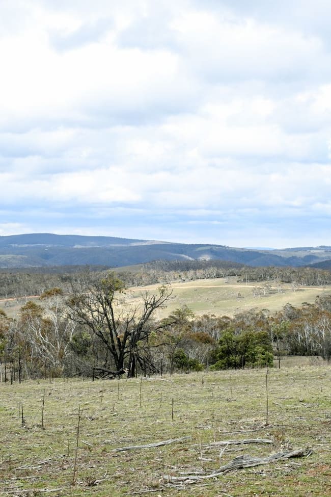 "Eagle Heights" 636 Caddigat Road Dry Plain NSW 2630