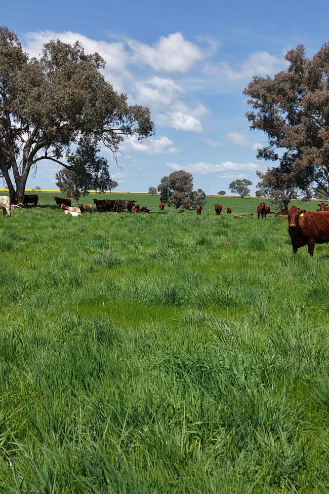 Hexham, 592 Warrendale Road Greenethorpe NSW 2809