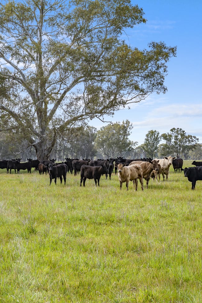 Lot 2 & Lot 1, PS 72 Basin Road Tarnook VIC 3670