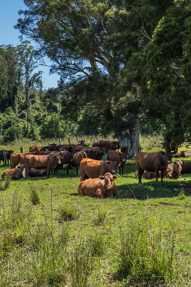 482 Terreel Road Wards River NSW 2422