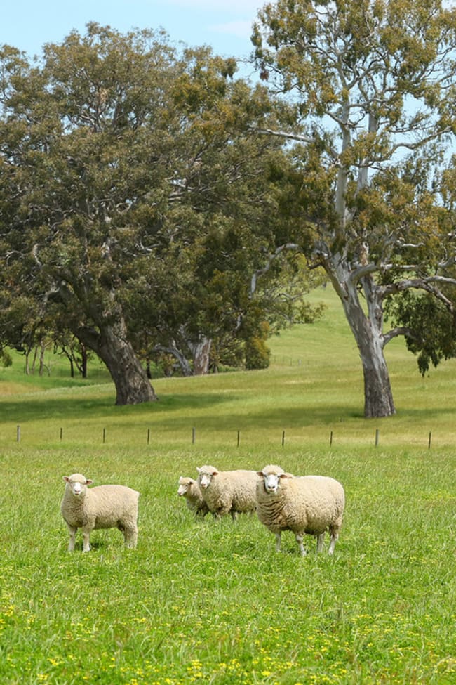 Mount Cavendish Road Cavendish VIC 3314