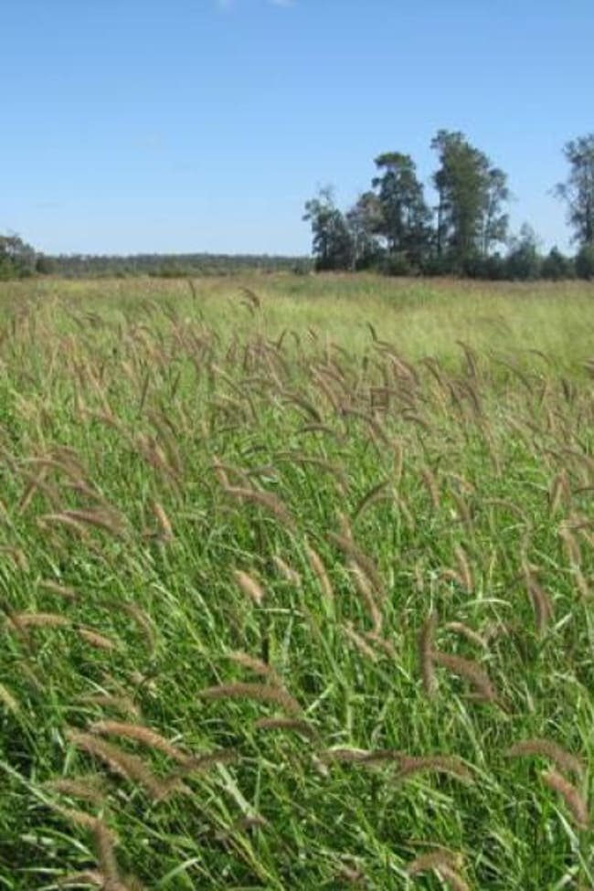 ORIENT, 5372 ACRES QUALITY GRAZING Miles QLD 4415