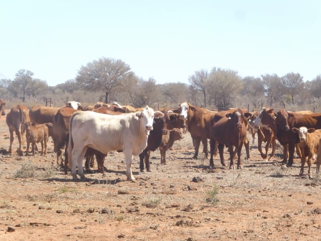 Quilpie QLD 4480 Quilpie QLD 4480