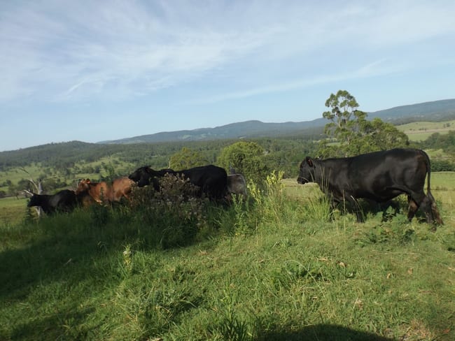2914 Sextonville Rd Woolners Arm NSW 2470 2914 Sextonville Rd Woolners Arm NSW 2470