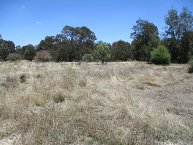 1279 Acres Brigalow Country The Gums QLD 4406