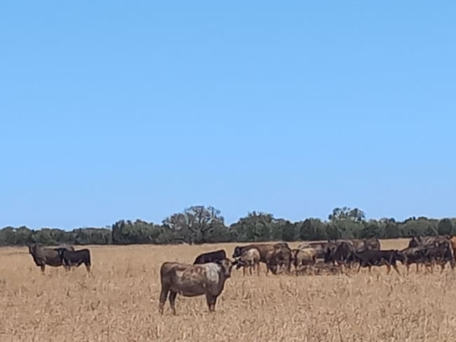 Lot 10055 Dawson -Touche Road Carnamah WA 6517