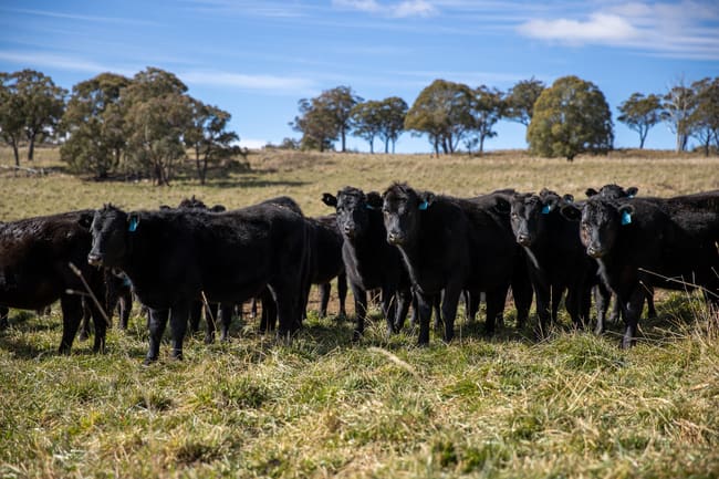 217 Summers Road Maybole NSW 2365 217 Summers Road Maybole NSW 2365
