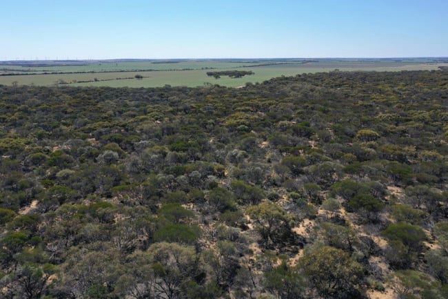 Lot 25253 Ellery Road South Burracoppin WA 6421