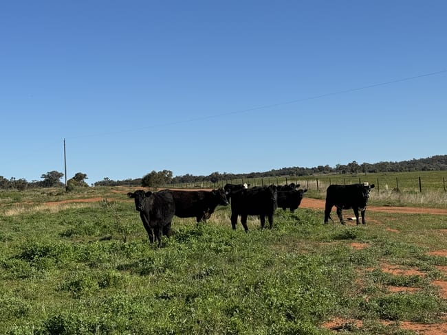 2823 Hermidale Nymagee Road Hermidale NSW 2831 2823 Hermidale Nymagee Road Hermidale NSW 2831
