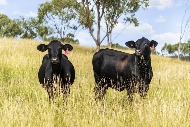 300 Hall Road Forest Springs QLD 4362 300 Hall Road Forest Springs QLD 4362