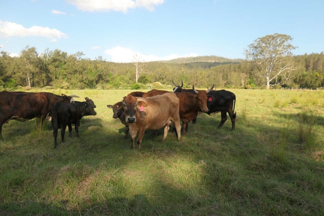 529 Farm Road Bonalbo NSW 2469 529 Farm Road Bonalbo NSW 2469