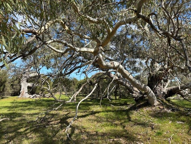 Sec 82 & 1 Windemere Road Mount Drummond SA 5607 Sec 82 & 1 Windemere Road Mount Drummond SA 5607