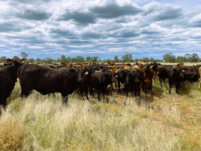 2369 Eureka Plains Road Enngonia NSW 2840