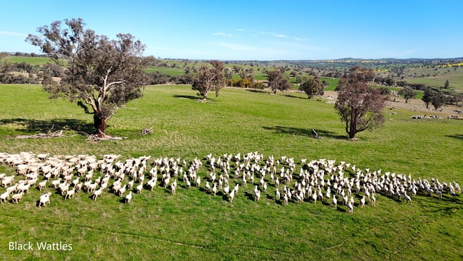 Woburn Road Harden NSW 2587 Woburn Road Harden NSW 2587