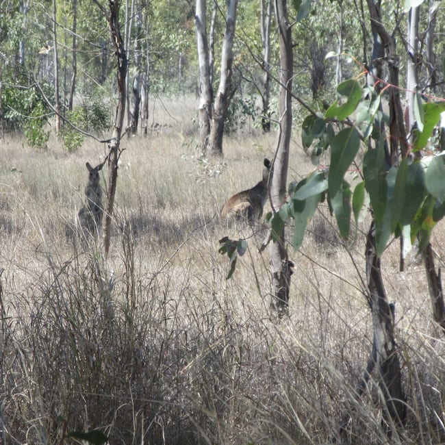 Lot/115 Kofoeds Road Tara QLD 4421 Lot/115 Kofoeds Road Tara QLD 4421