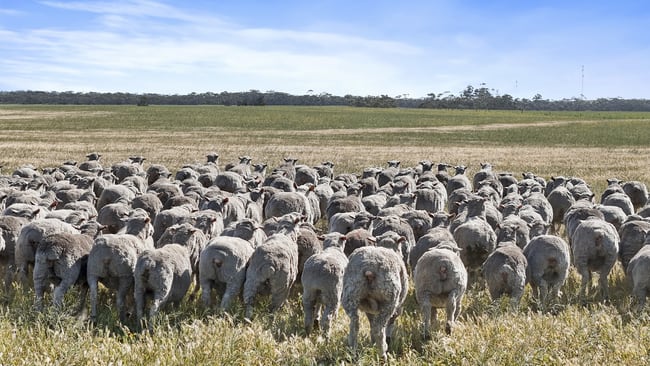4910 Mallee Highway Peake SA 5301