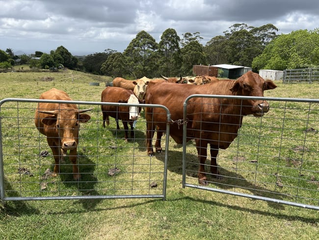 50 Horne Road Mount Mee QLD 4521 50 Horne Road Mount Mee QLD 4521
