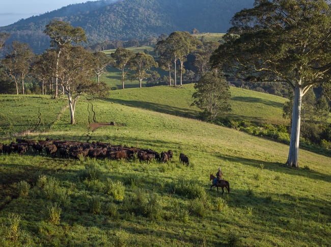 294 Coramba Road Dorrigo NSW 2453 294 Coramba Road Dorrigo NSW 2453