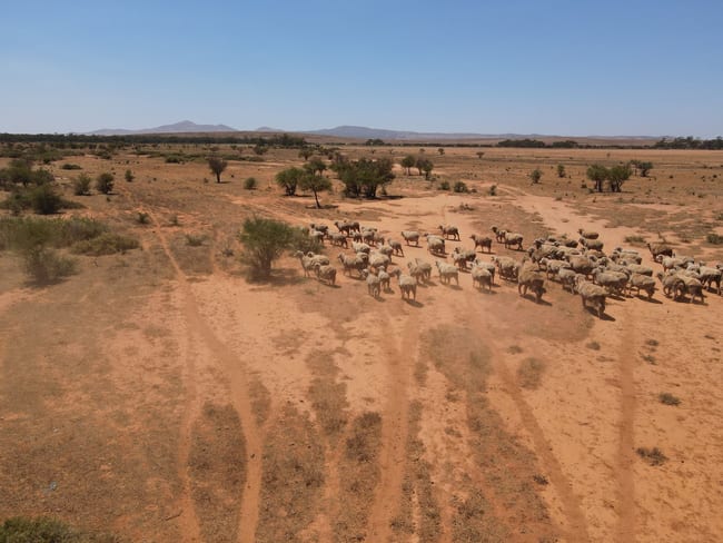 258 Pycroft Rd Orroroo SA 5431