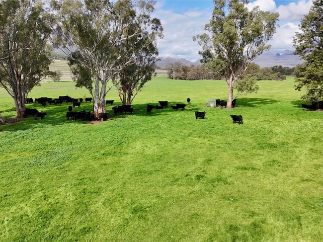 THE GLEN/308 Allambie Road Edgeroi NSW 2390