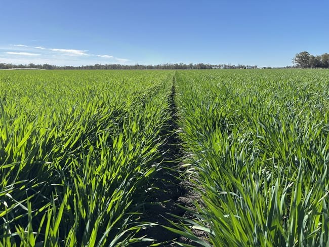 Goondiwindi QLD 4390