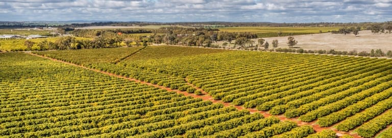 Rural / Farming commercial property for sale at Naimo Citrus 203 Payten Road Corbie Hill NSW 2705