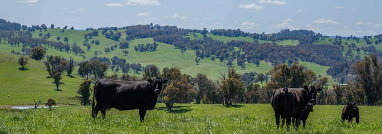 Rural / Farming commercial property for sale at 166 Wirribilla Road Walcha NSW 2354