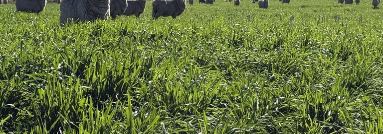 Rural / Farming commercial property for sale at Kurrajong Valley, 23 Wild Lane Parkes NSW 2870
