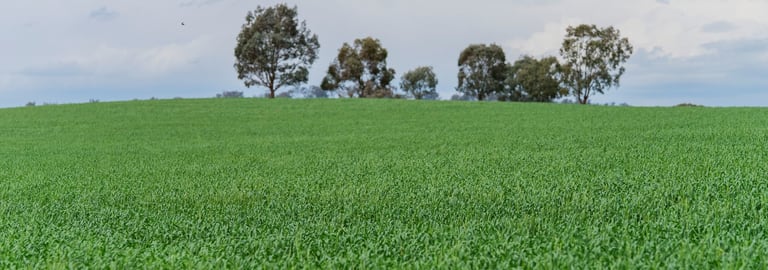 Rural / Farming commercial property for sale at 1329 Berthong Road Young NSW 2594