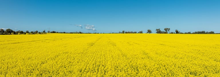 Rural / Farming commercial property for sale at 484 Merri Meric Road Henty NSW 2658
