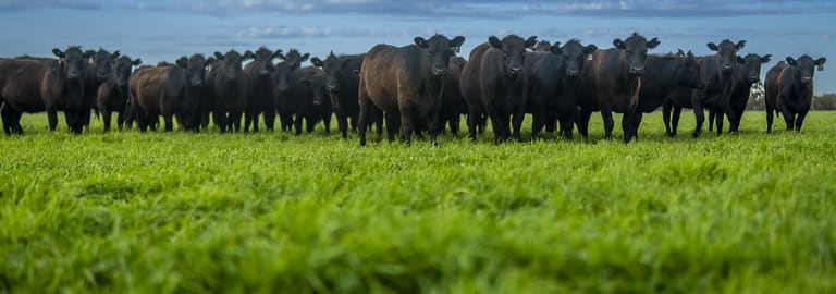Rural / Farming commercial property for sale at 325 Maranoa Downs Road Stewart Range SA 5271