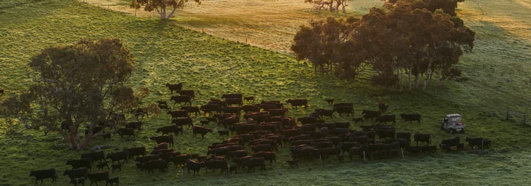 Rural / Farming commercial property for sale at 325 Maranoa Downs Road Stewart Range SA 5271