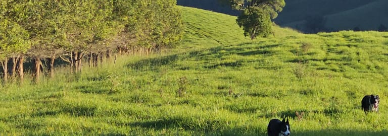 Rural / Farming commercial property for sale at 1989 Waukivory Road, Waukivory via Gloucester NSW 2422