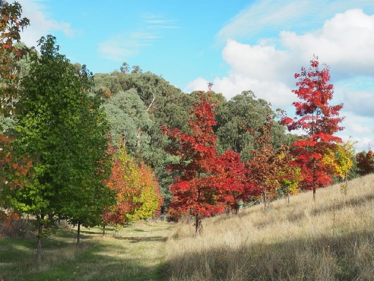 Click to view all images 142 Red Hill Road Beechworth VIC 3747 - Image 2
