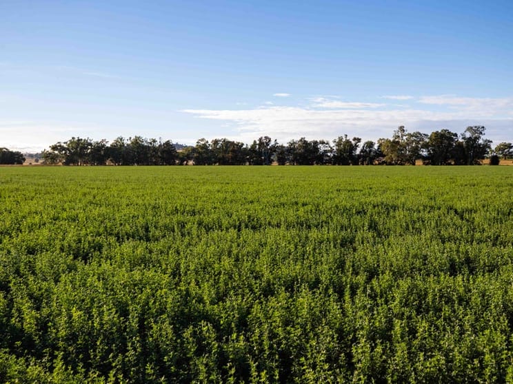Canowindra NSW 2804 - Image 1