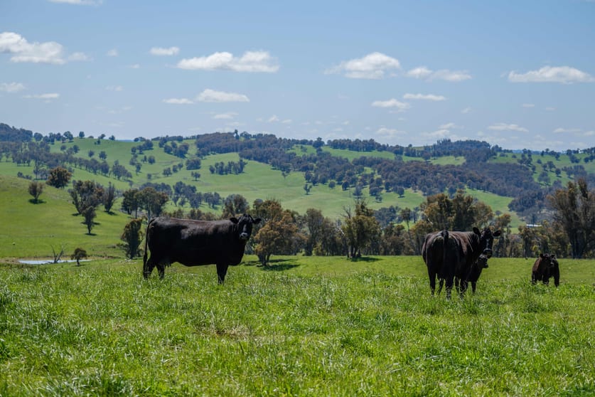 166 Wirribilla Road Walcha NSW 2354 - Image 1