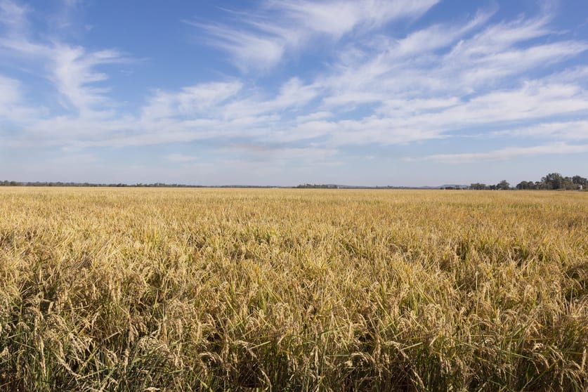 Farm/360 Condon Rd Bilbul NSW 2680 - Image 3