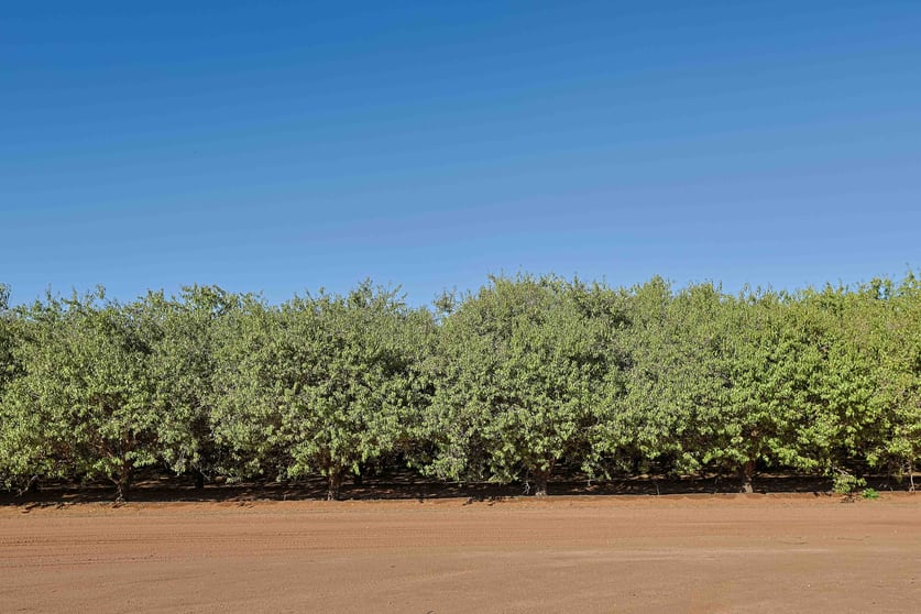 Click to view all images Cullulleraine VIC 3496 - Image 5