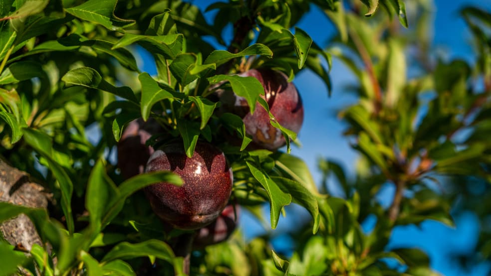 Click to view all images Sunfruit Orchards Lake Boga VIC 3584 - Image 2