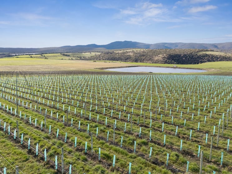 "Endeavour Group Portfolio" Barossa SA 5351 - Image 4