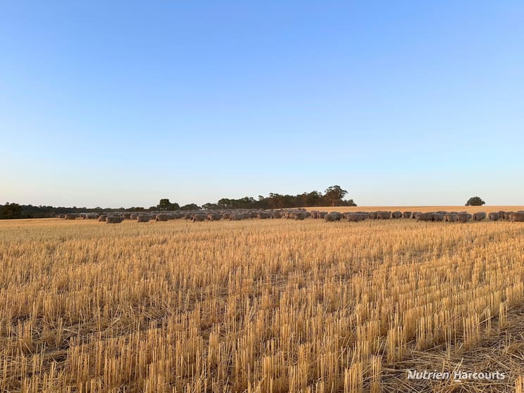Click to view all images 8221 Brookton Highway Jelcobine WA 6306 - Image 2