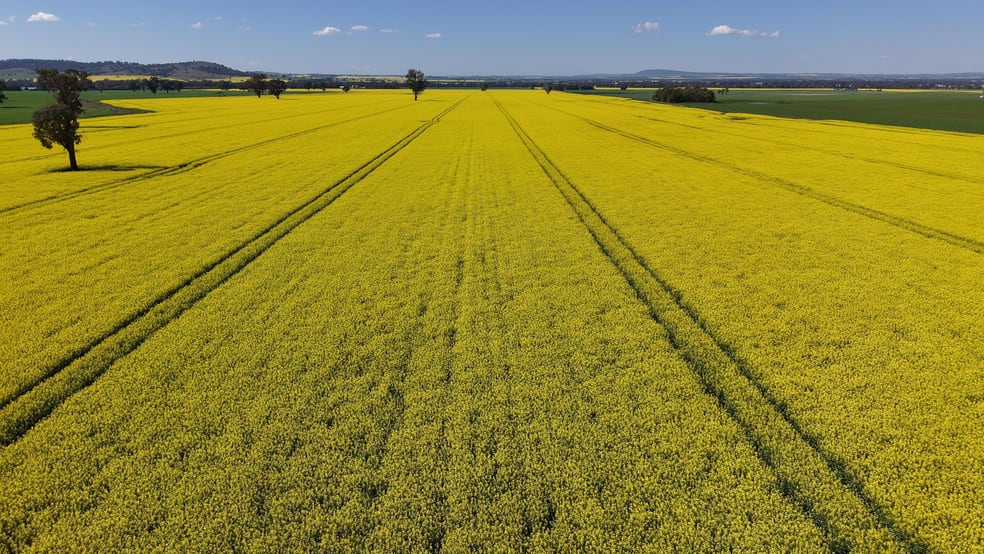 Click to view all images Elambone Homestead, Gerrybang Road Grenfell NSW 2810 - Image 3