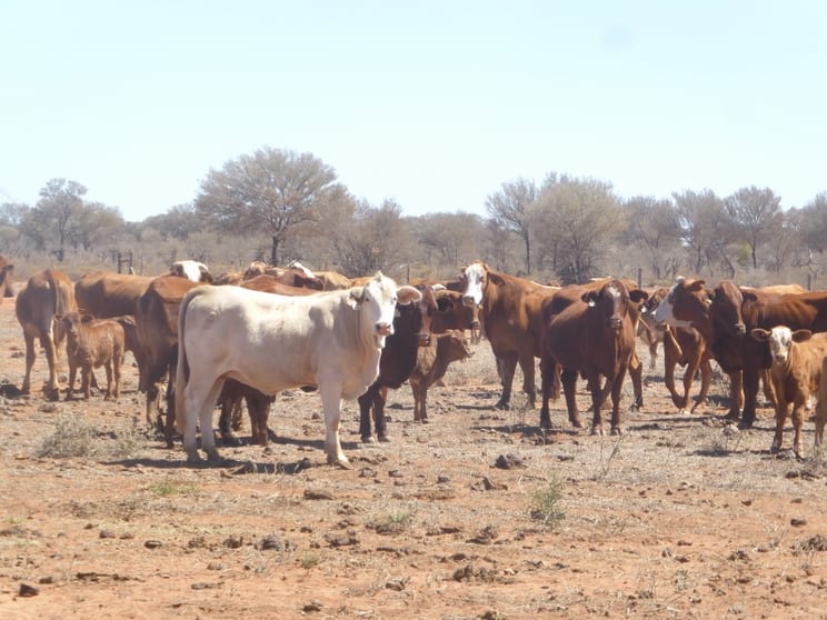 Click to view all images Quilpie QLD 4480 - Image 1