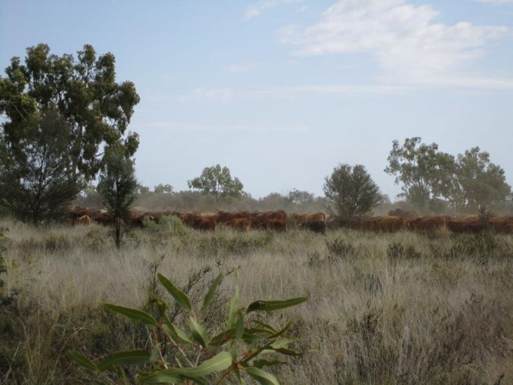 Click to view all images Quilpie QLD 4480 - Image 3