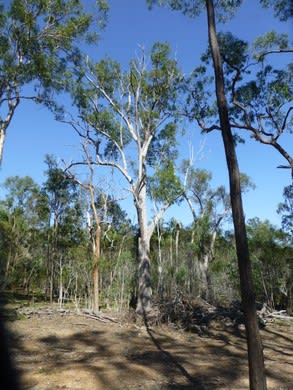 Click to view all images Teebar QLD 4620 - Image 1