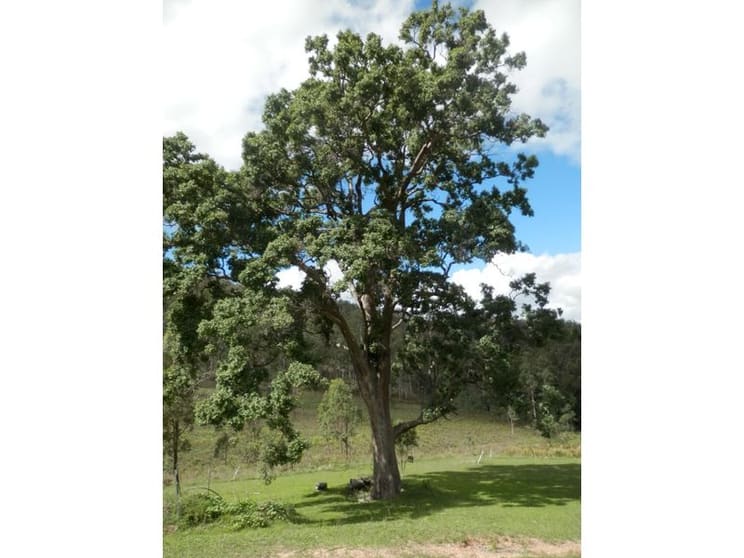Click to view all images Drake NSW 2469 - Image 2