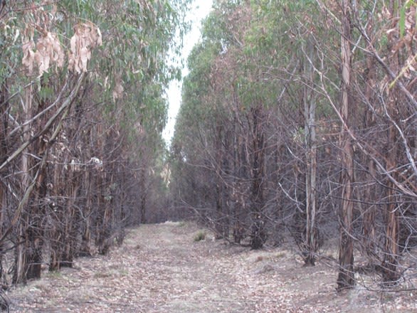 Click to view all images "Trap Hut" Meadsfield Road Bothwell TAS 7030 - Image 2